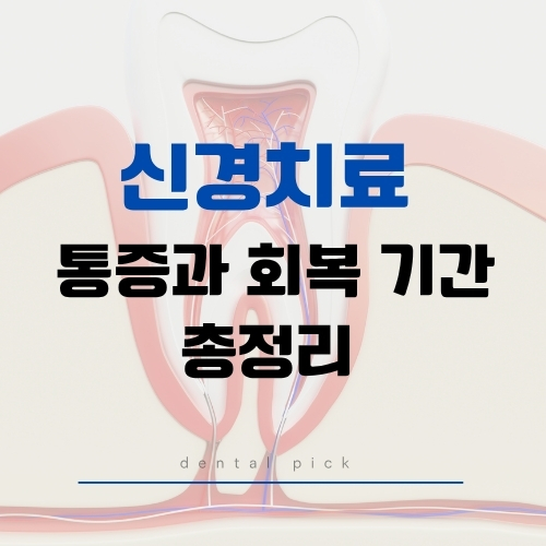 신경치료 통증과 회복 기간 총정리 - 치아 단면 구조 이미지